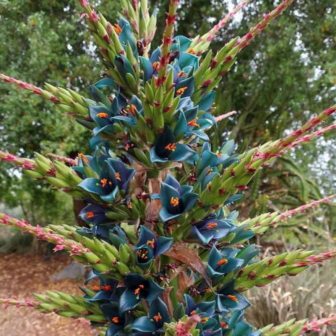 sapphire tower succulent Sapphire Tower Puya Plant Seeds – SEEDTOPIA