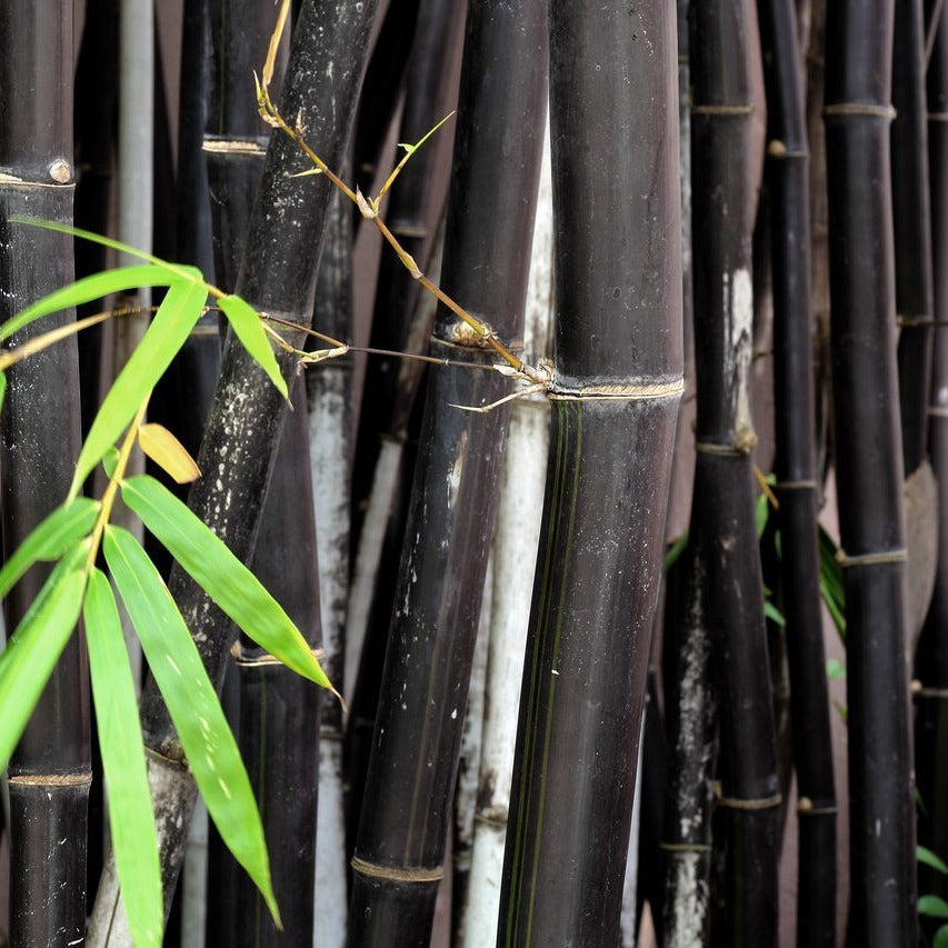 Black Bamboo Plant Seeds