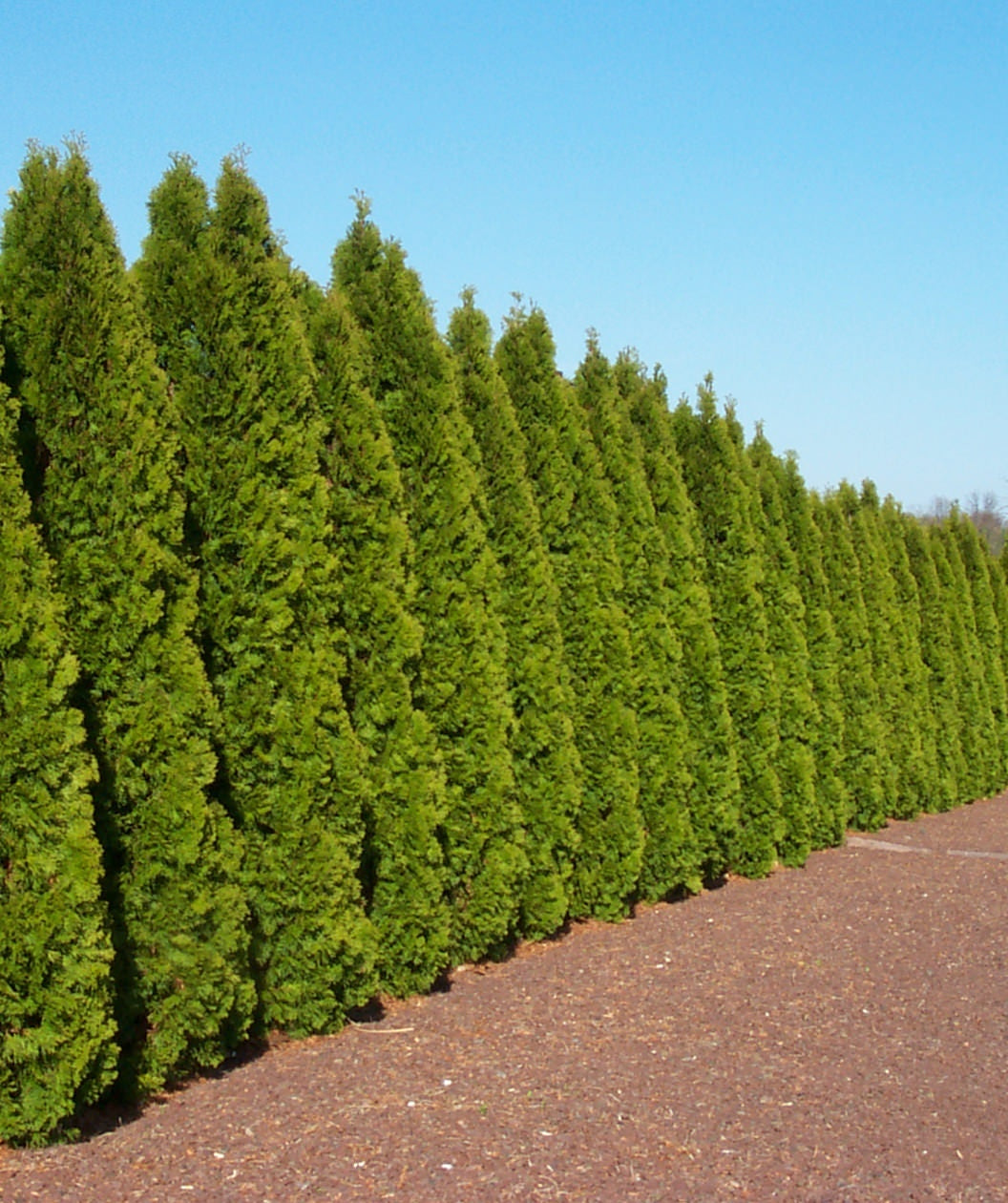 arborvitae seeds for planting Arborvitae Tree Seeds – SEEDTOPIA
