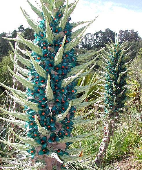 Sapphire Tower Puya Plant Seeds