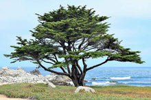 Load image into Gallery viewer, Monterey Cypress Tree Seeds

