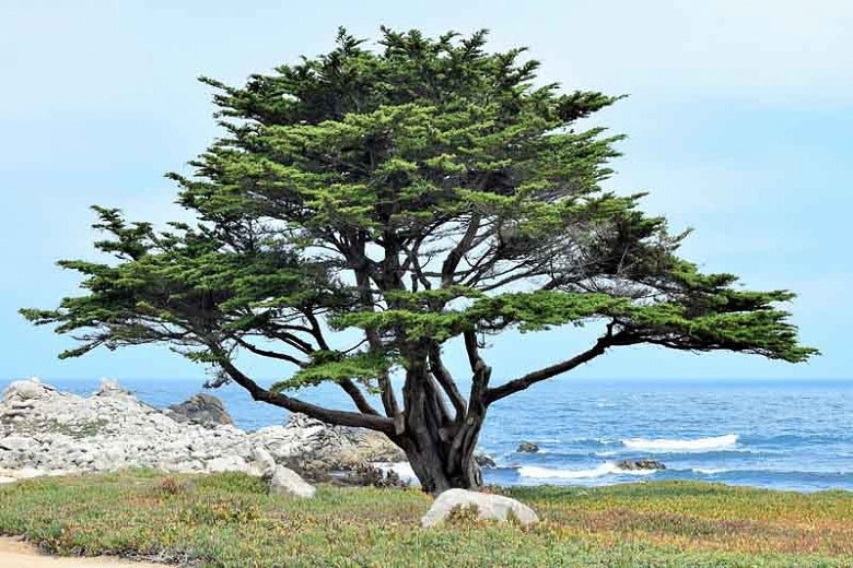 Monterey Cypress Tree Seeds