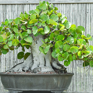 potted sea grape plant Sea Grape Tree Seeds – SEEDTOPIA