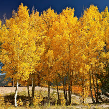 Load image into Gallery viewer, Golden Quaking Aspen Tree Seeds
