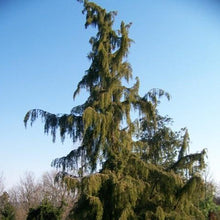 Load image into Gallery viewer, Weeping Spruce / Temple Juniper Tree Seeds
