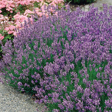 Load image into Gallery viewer, Munstead Lavender Ornamental Groundcover Plant Seeds

