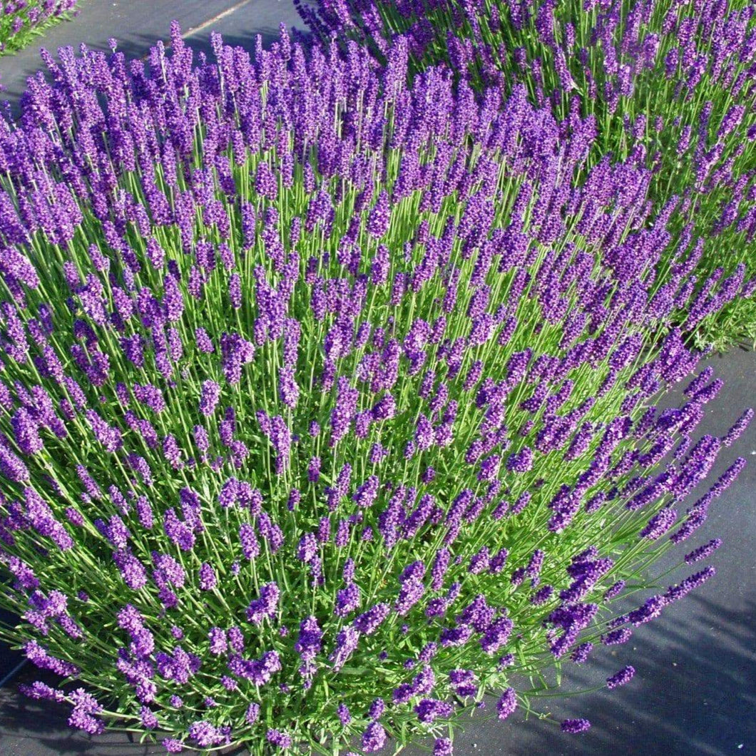 ornamental lavender plant Munstead Lavender Ornamental Groundcover Plant Seeds – SEEDTOPIA