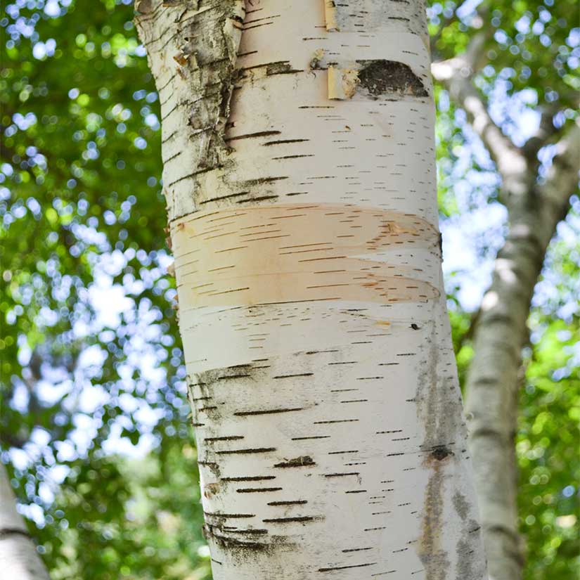 White Paper Birch Tree Seeds – SEEDTOPIA