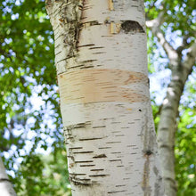 Load image into Gallery viewer, White Paper Birch Tree Seeds
