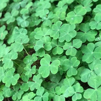 shamrock plant seeds Irish Shamrock Plant Seeds