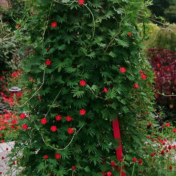 planting cypress vine seeds Cypress Vine Plant Seeds – SEEDTOPIA