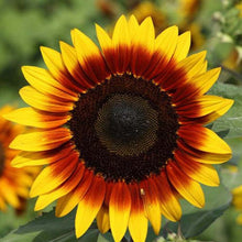 Load image into Gallery viewer, Ring of Fire Sunflower Plant Seeds
