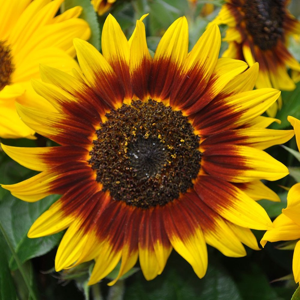 Ring of Fire Sunflower Plant Seeds