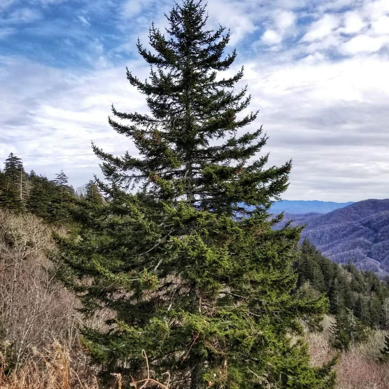 Red Spruce Tree Seeds – SEEDTOPIA
