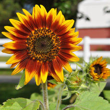 Load image into Gallery viewer, Ring of Fire Sunflower Plant Seeds
