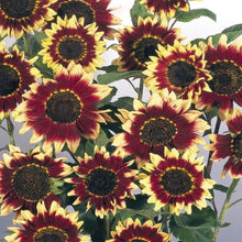 Load image into Gallery viewer, Florenza Sunflower Plant Seeds
