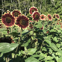 Load image into Gallery viewer, Florenza Sunflower Plant Seeds
