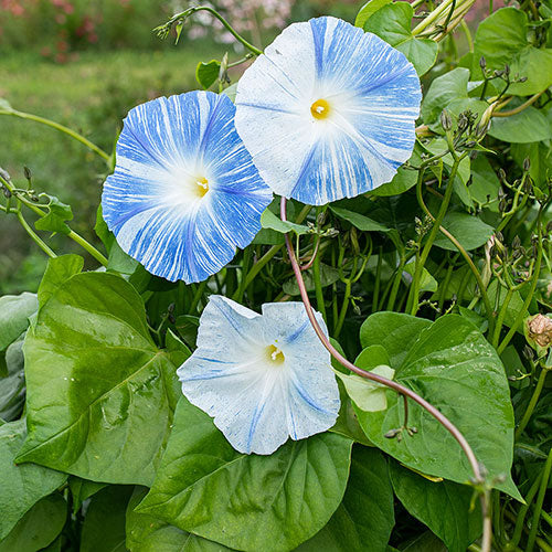 Flying Saucer Morning Glory Plant Seeds