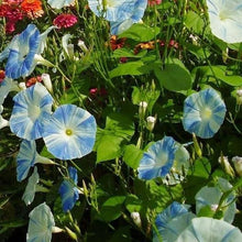 Load image into Gallery viewer, Flying Saucer Morning Glory Plant Seeds
