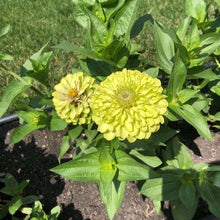 Load image into Gallery viewer, Envy Zinnia Plant Seeds
