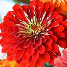 Load image into Gallery viewer, Scarlet Flame Zinnia Plant Seeds
