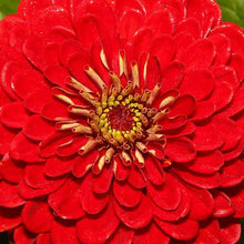 Load image into Gallery viewer, Scarlet Flame Zinnia Plant Seeds
