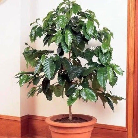 Coffee Arabica Plant Seeds  SEEDTOPIA