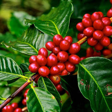 Load image into Gallery viewer, Coffee Arabica Plant Seeds
