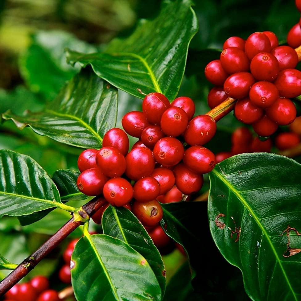 buy coffee plant seeds Coffee Arabica Plant Seeds – SEEDTOPIA