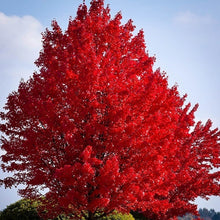 Load image into Gallery viewer, Red Maple Tree Seeds (Northern)
