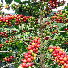 Load image into Gallery viewer, Coffee Arabica Plant Seeds
