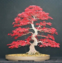 Load image into Gallery viewer, Japanese Amur Maple Tree (Acer Tataricum sub Ginnala) Seeds
