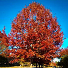 Load image into Gallery viewer, Scarlet Red Oak Tree Seeds
