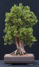 Load image into Gallery viewer, Arborvitae Tree Seeds
