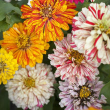 Load image into Gallery viewer, Candy Cane Zinnia Flower Seeds
