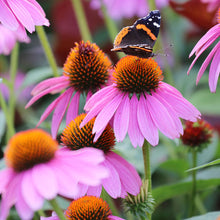 Load image into Gallery viewer, Echinacea Purple Coneflower Seeds

