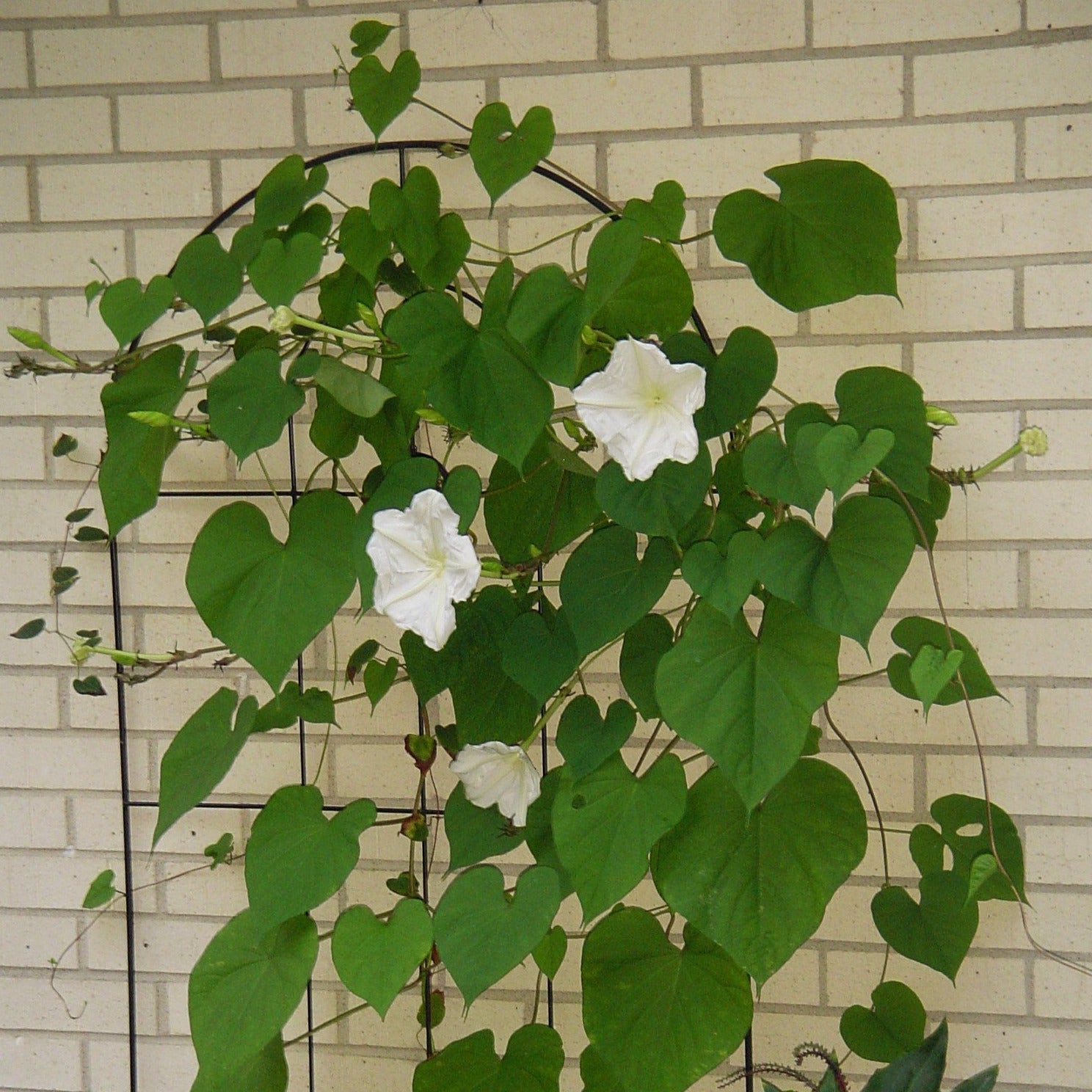 Moonflower Plant Seeds – SEEDTOPIA