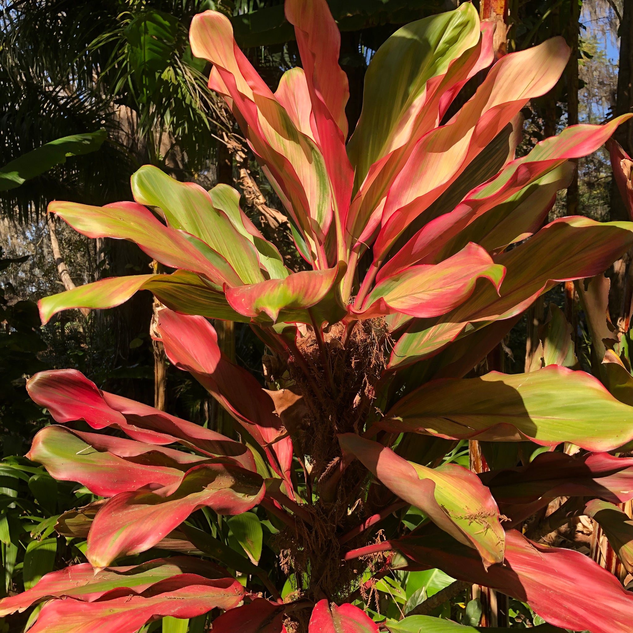 hawaiian ti plant seeds Waikoloa Sunset Cordyline Ti Plant Seeds