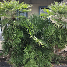 Load image into Gallery viewer, European Fan Palm Tree Seeds
