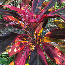 Load image into Gallery viewer, Waikoloa Sunset Cordyline Ti Plant Seeds

