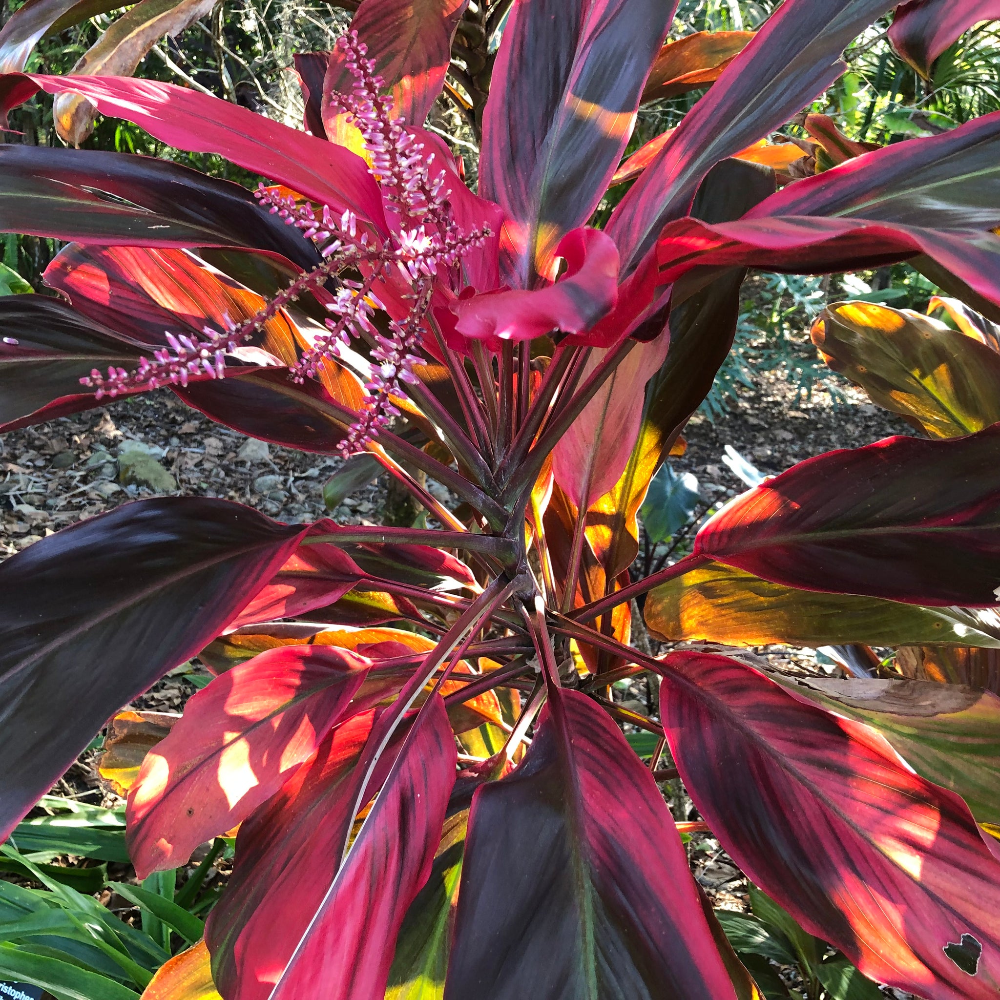cordyline plant seeds Waikoloa Sunset Cordyline Ti Plant Seeds