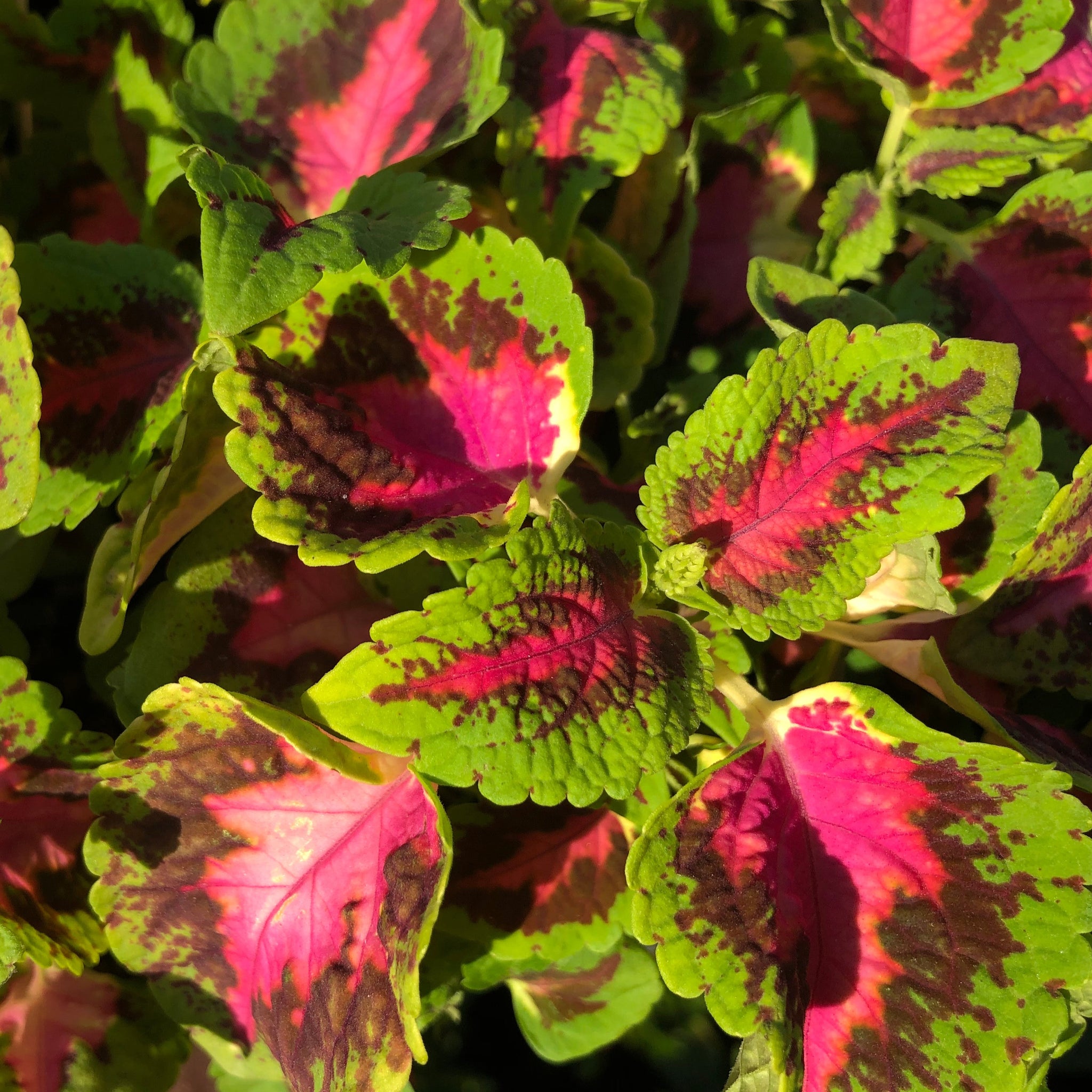 coleus bonsai flower leaf plants rainbow dragon seeds garden Coleus 