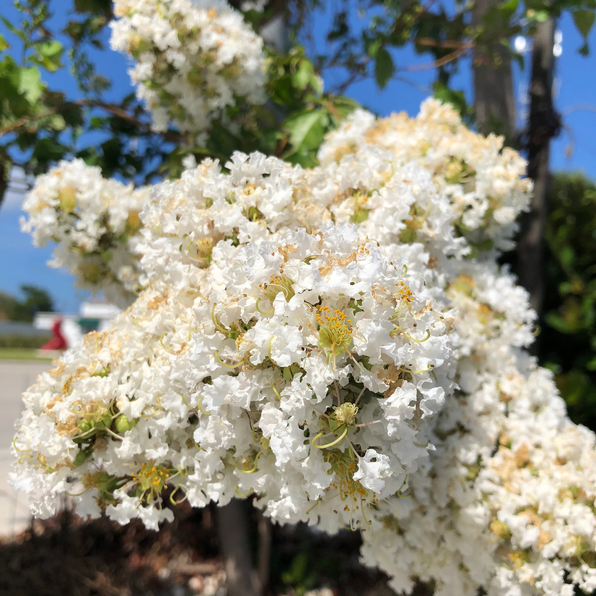 35+ White Crape Myrtle Tree Seeds – Drought Tolerant Flowering Shrub/Tree Perennial
