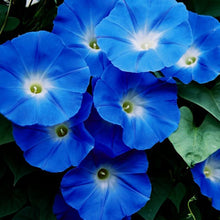 Load image into Gallery viewer, Blue Morning Glory Plant Seeds
