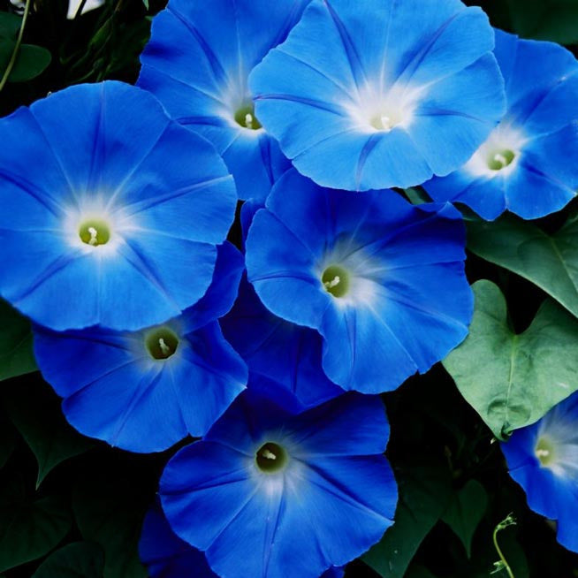 Blue Morning Glory Plant Seeds