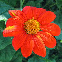 Load image into Gallery viewer, Tithonia Mexican Torch Sunflower Seeds
