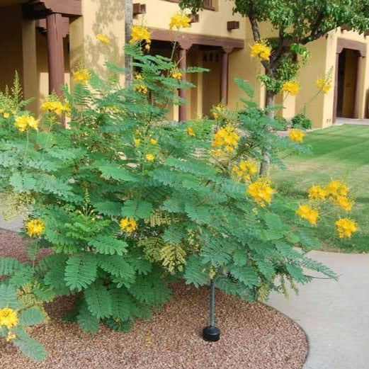 bird of paradise plant seeds for sale Mexican Yellow Bird of Paradise Plant Seeds