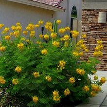 Load image into Gallery viewer, Mexican Yellow Bird of Paradise Plant Seeds
