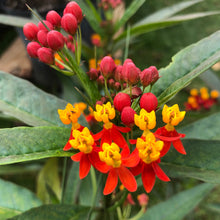 Load image into Gallery viewer, Tropical Milkweed Plant Seeds

