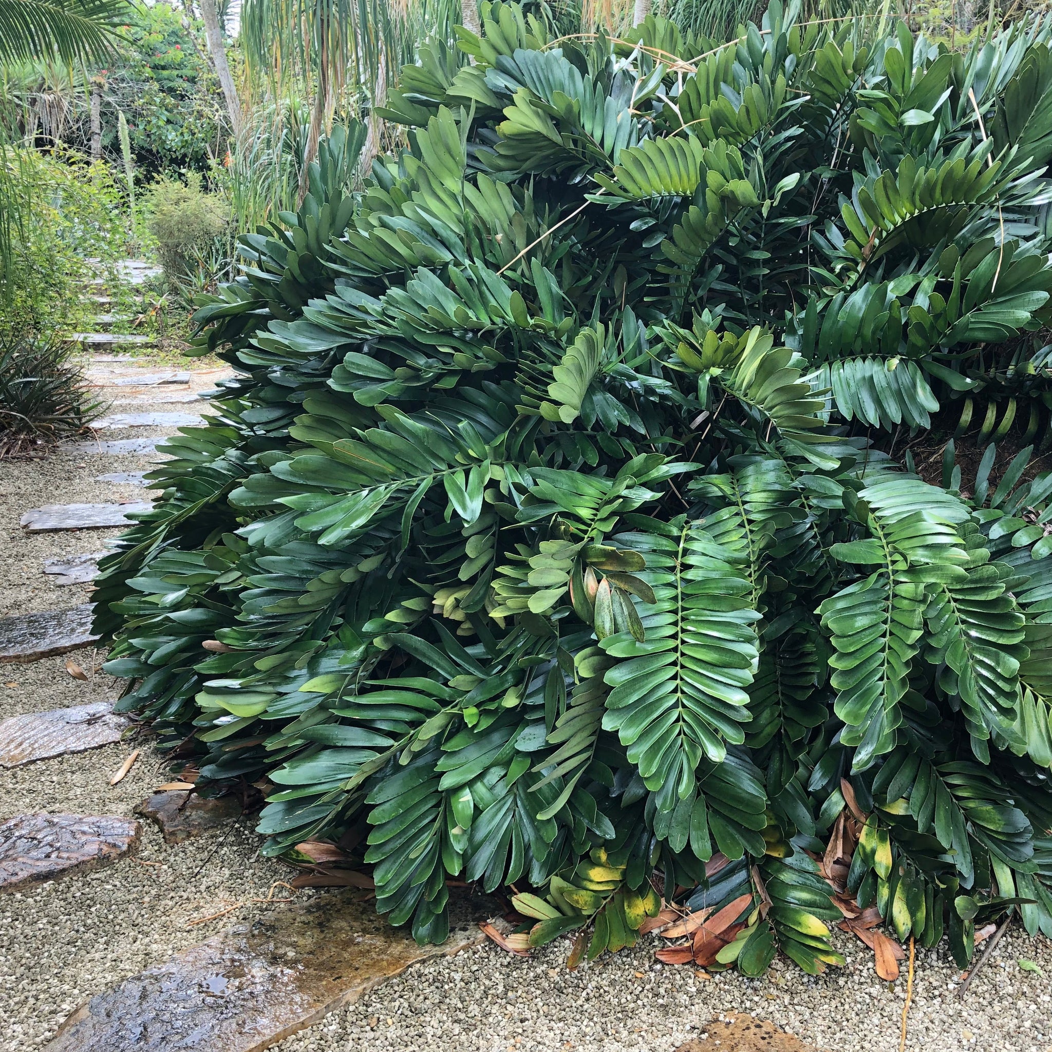 cardboard plant seeds Cardboard Palm (Zamia) Seeds